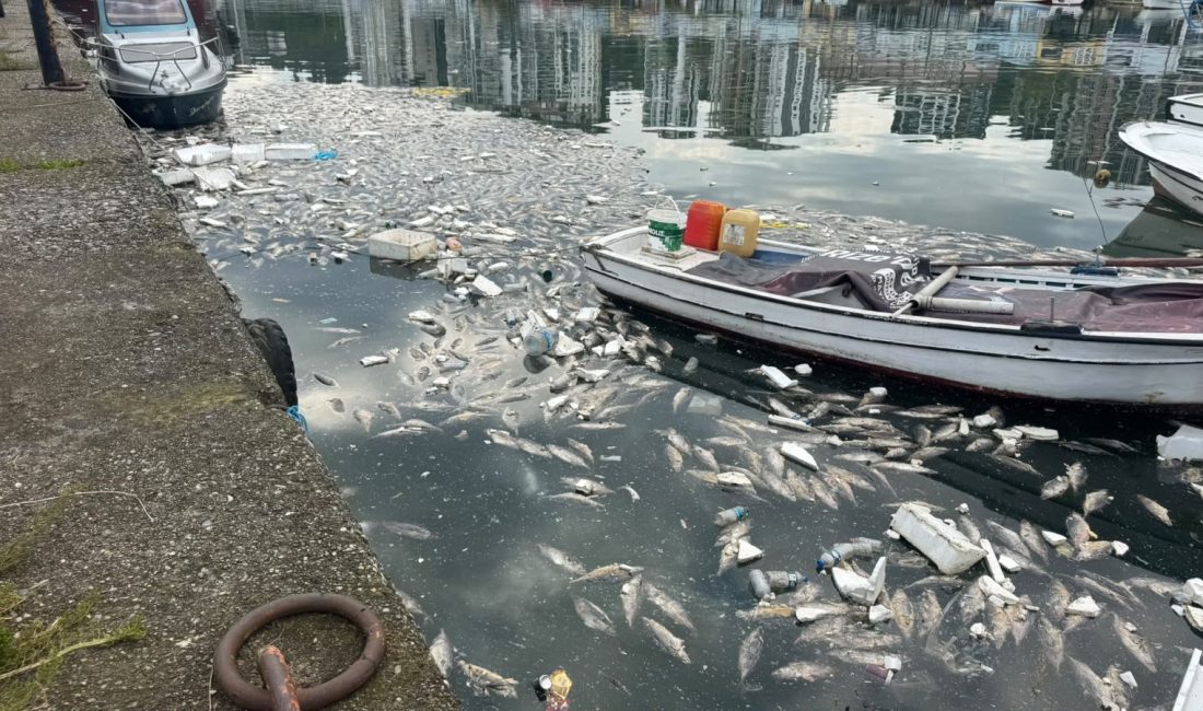Olay, Pazar ilçesi Kirazlık Mahallesi’ndeki balıkçı limanında meydana geldi. Sezonun