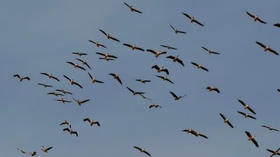Hava sıcaklıklarının düşmesiyle birlikte kuzeyden güneye doğru başlayan kuş göçü