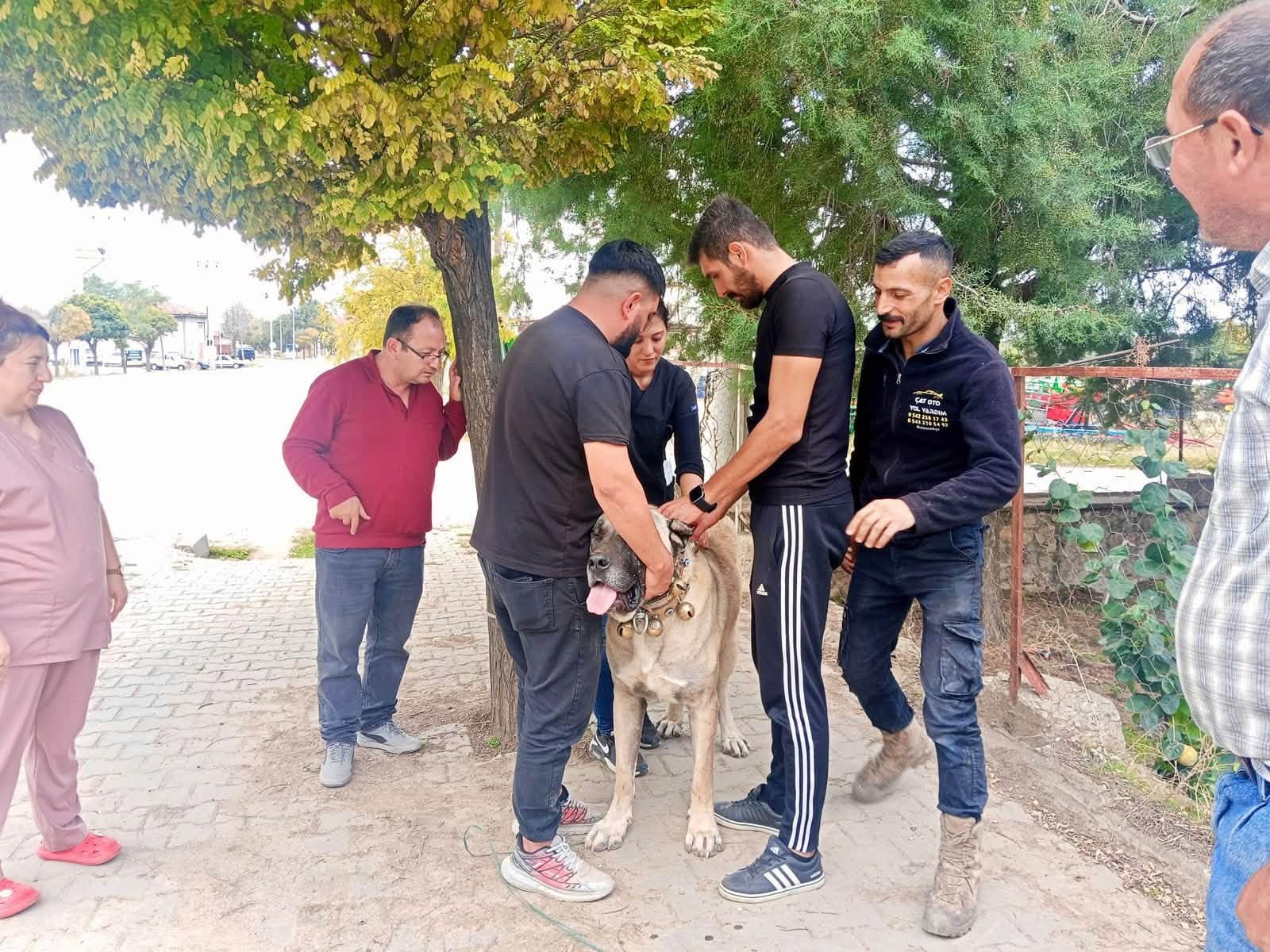 Başmakçı’da evcil hayvanlara mikroçip uygulaması