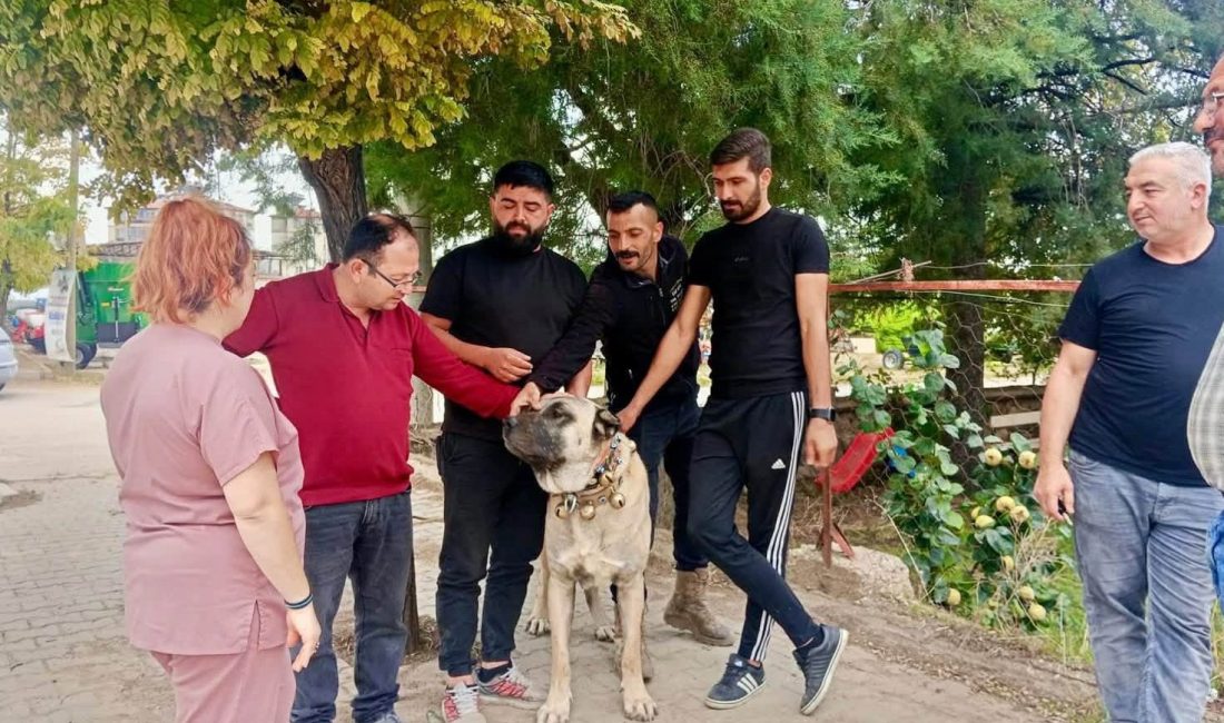Başmakçı İlçe Tarım ve Orman Müdürlüğü teknik personelleri tarafından yürütülen