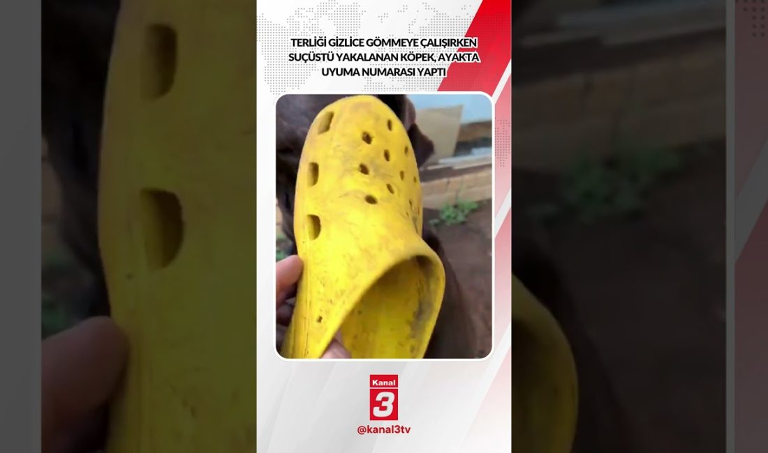 Terliği gizlice gömmeye çalışırken suçüstü yakalanan köpek, ayakta uyuma numarası