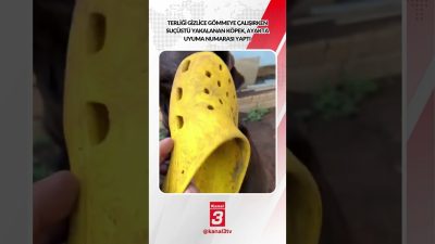 Terliği gizlice gömmeye çalışırken suçüstü yakalanan köpek, ayakta uyuma numarası