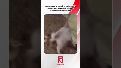 Tavukları koruması için sahiplenilen minik köpek, koruması gereken civcivlerden korkup