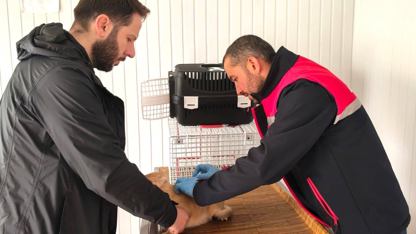 Kedi ve köpekler mikroçip ile kayıt altına alınıyor
