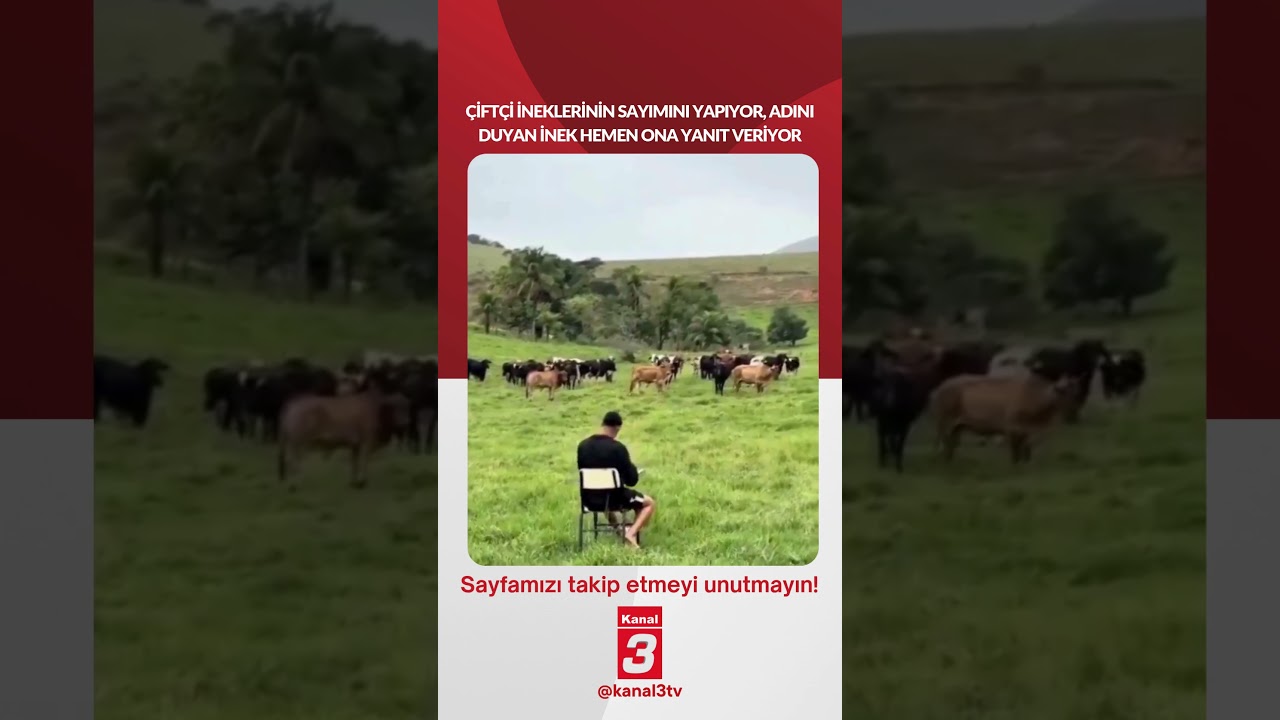 Çiftçi ineklerinin sayımını yapıyor, Adını duyan inek hemen ona yanıt