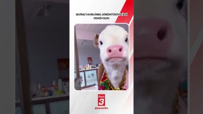 Sevimli yavru inek, görüntüsüyle ilgi odağı oldu… 📶https://kanal3.com.tr/ Sosyal Medya
