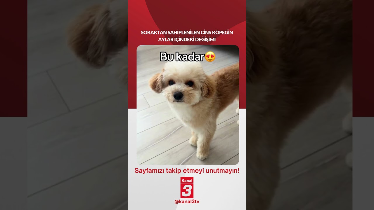 Sokaktan sahiplenilen cins köpeğin aylar içindeki değişimi… https://kanal3.com.tr/ Sosyal Medya