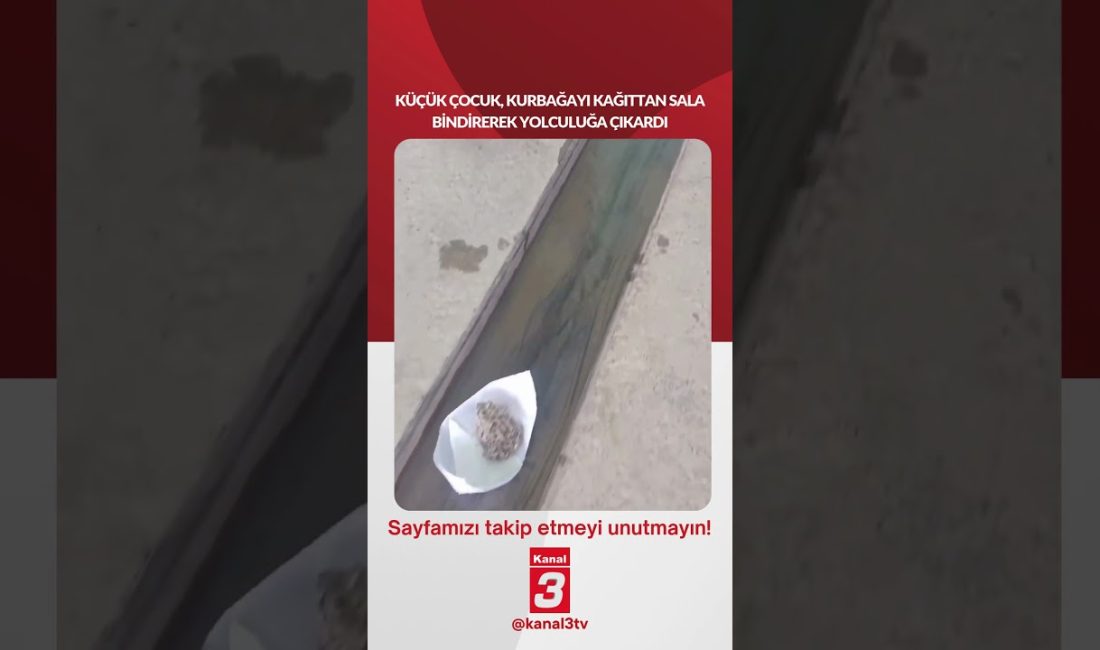 Küçük çocuk, kurbağayı kağıttan sala bindirerek yolculuğa çıkardı… https://kanal3.com.tr/ Sosyal