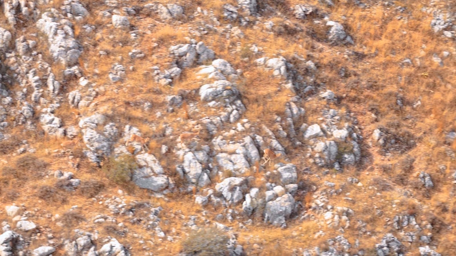 Şuhut’ta yetiştirilen 10 Anadolu yaban koyunu daha doğayla buluştu 5 Şuhut’ta yetiştirilen 10 Anadolu yaban koyunu daha doğayla buluştu
