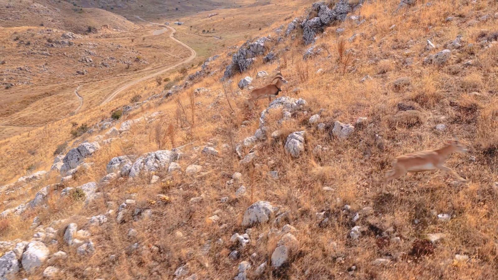 Şuhut’ta yetiştirilen 10 Anadolu yaban koyunu daha doğayla buluştu 2 Şuhut’ta yetiştirilen 10 Anadolu yaban koyunu daha doğayla buluştu