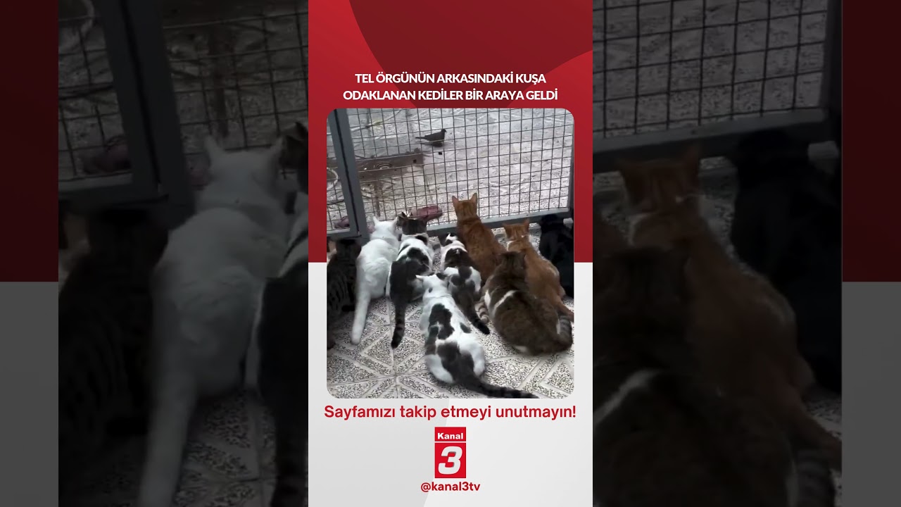 Tel örgünün arkasındaki kuşa odaklanan kediler bir araya geldi…