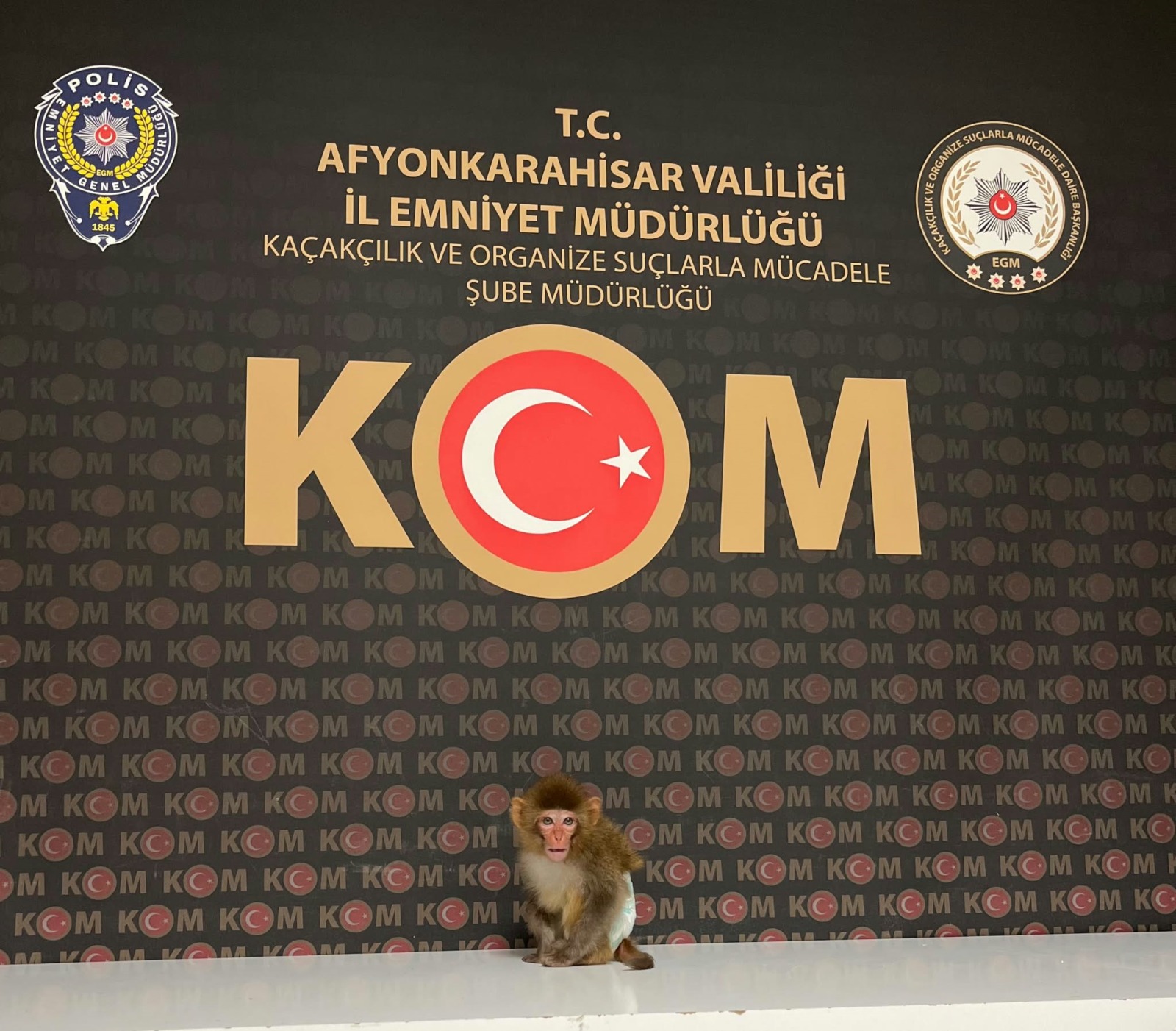 Afyonkarahisar’da evde beslenen makak maymunu ele geçirildi
