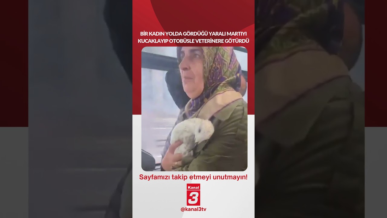 Bir kadın yolda gördüğü yaralı martıyı kucaklayıp otobüsle veterinere götürdü…