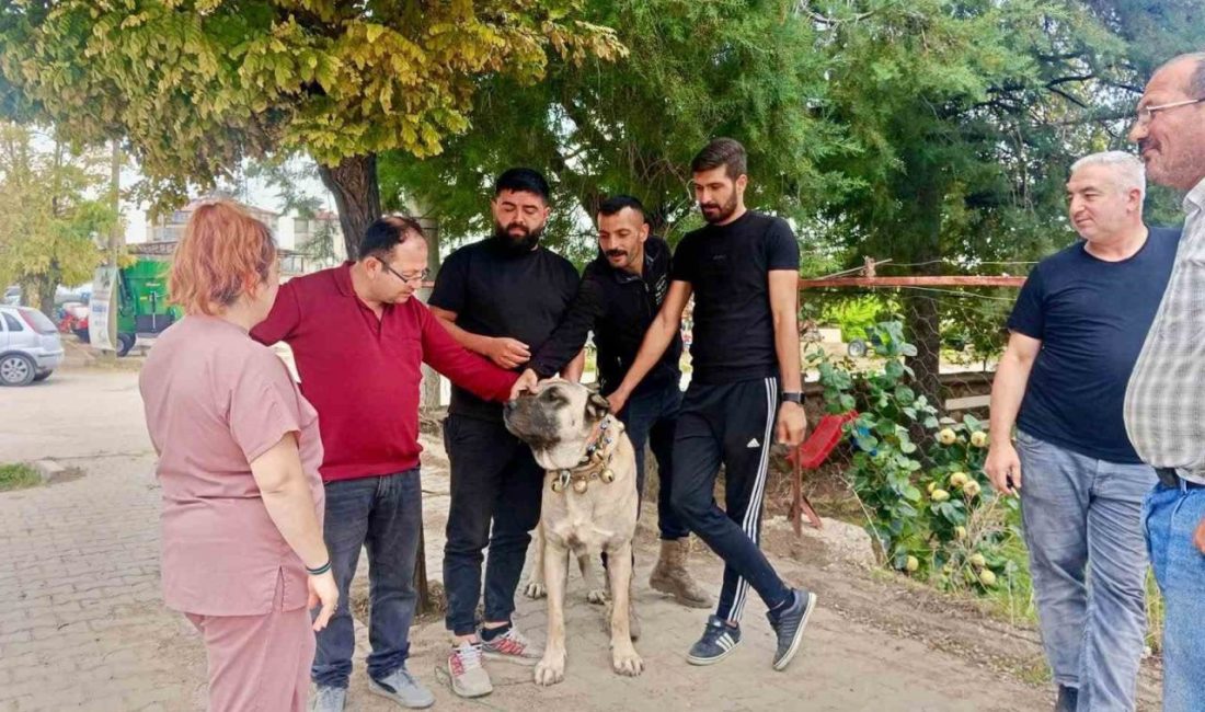 Afyonkarahisar’ın Başmakçı ilçesinde evcil hayvanların kayıt altına alınması ve kimliklendirilmesi