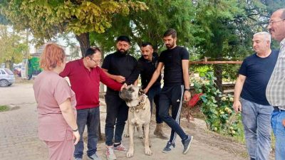 Afyonkarahisar’ın Başmakçı ilçesinde evcil hayvanların kayıt altına alınması ve kimliklendirilmesi