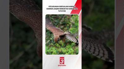 Vücudunun geri kalanı hareket ederken başını neredeyse hareketsiz tutuyor… 📶https://kanal3.com.tr/