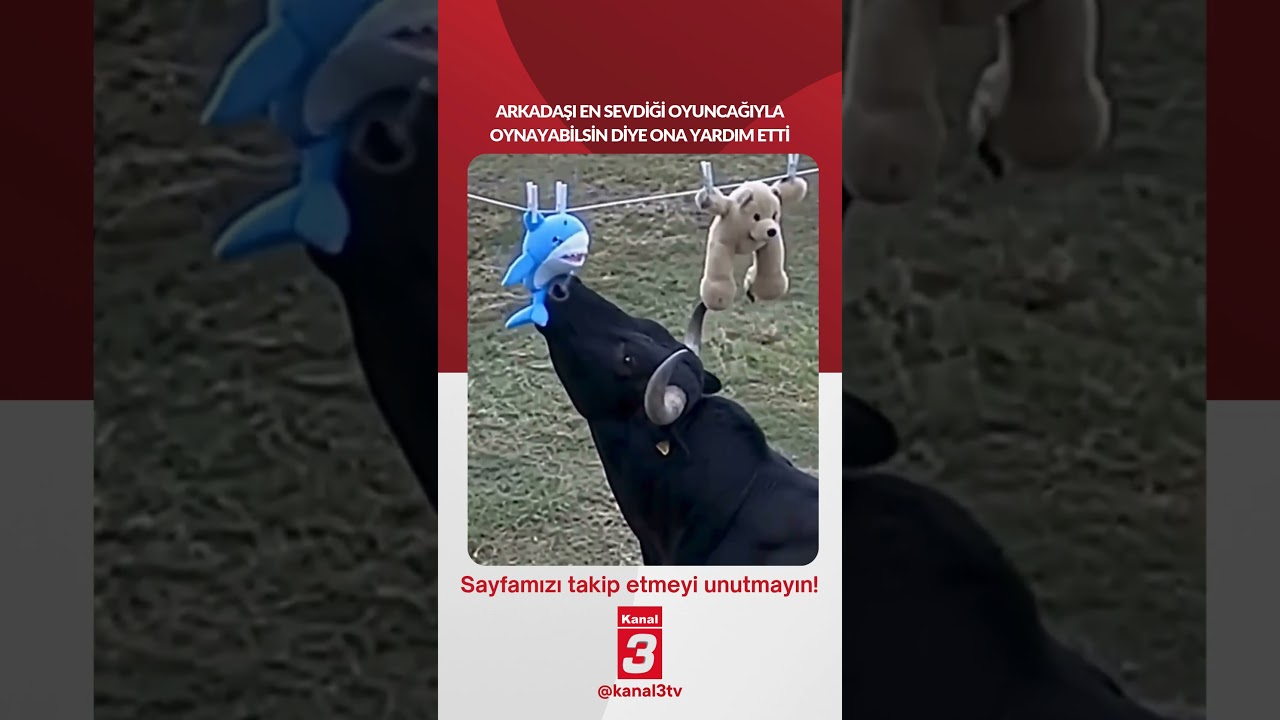 Arkadaşı en sevdiği oyuncağıyla oynayabilsin diye ona yardım etti… https://kanal3.com.tr/