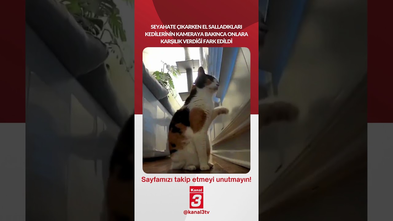 Seyahate çıkarken el salladıkları kedilerinin kameraya bakınca onlara karşılık verdiği fark edildi..