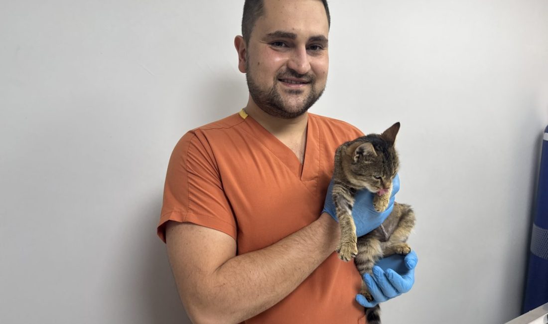 - Afyonkarahisar'da kedinin göğüs boşluğuna geçen organlarını yerine yerleştiren veteriner