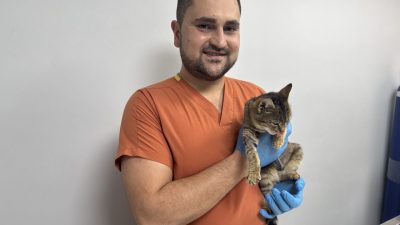 - Afyonkarahisar'da kedinin göğüs boşluğuna geçen organlarını yerine yerleştiren veteriner