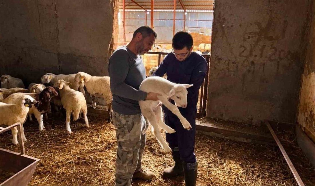 Afyonkarahisar’da hayvan sağlığının korunması, bulaşıcı hayvan hastalıklarının önlenmesi ve hayvan
