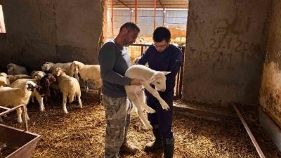 Afyonkarahisar’da hayvan sağlığının korunması, bulaşıcı hayvan hastalıklarının önlenmesi ve hayvan