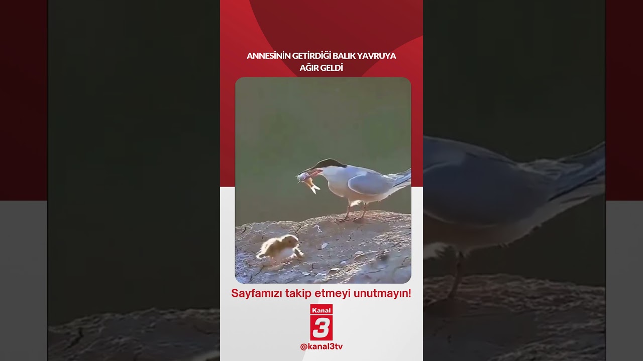 Annesinin getirdiği balık yavruya ağır geldi… https://kanal3.com.tr/ Sosyal Medya Hesaplarımızı