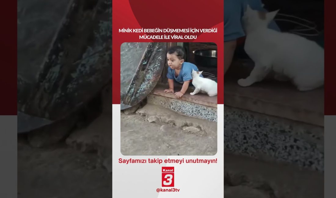 Minik kedi bebeğin düşmemesi için verdiği mücadele ile viral oldu…