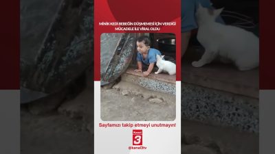 Minik kedi bebeğin düşmemesi için verdiği mücadele ile viral oldu…